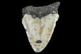 Bargain, Fossil Megalodon Tooth - North Carolina #91626-1